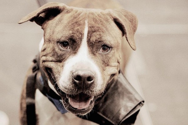 Denunciamos a la Generalitat de Catalunya por presunto incumplimiento de la normativa que protege a los perros de los cazadores