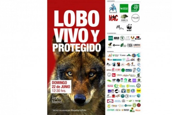Lobo Vivo y Protegido -22 Junio Madrid