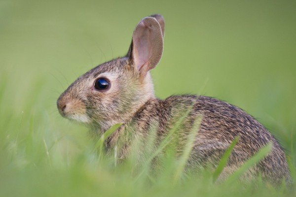 Conejos sepultados vivos por riesgos en las vías férreas