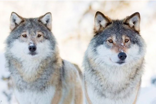 Suecia inicia la mayor cacería de lobos de Europa, en contra de los científicos