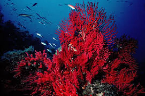 Decomisado coral rojo extraído ilegalmente en el Cap de Creus (Girona)