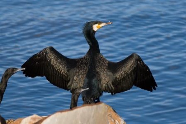 Matanza de cormoranes en Asturias