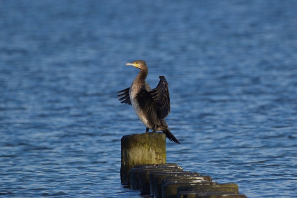 Matanza de cormoranes en Asturias