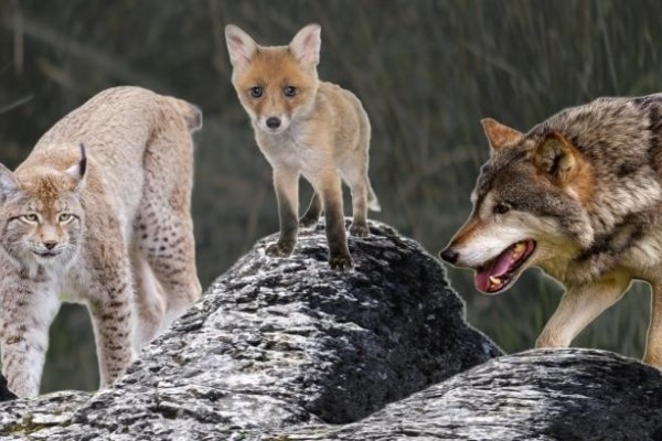 El lobo no, el lince no, el zorro no, y… ¡los conejos tampoco!