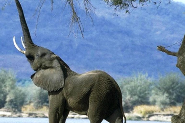 La extinción de los elefantes afectará a la crisis climática
