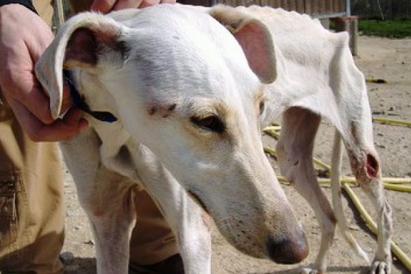 El nuevo Proyecto de Ley de Bienestar, Protección y Defensa de los Animales de Castilla la Mancha acepta  discriminar y dejar desprotegidos  a los perros destinados a la caza