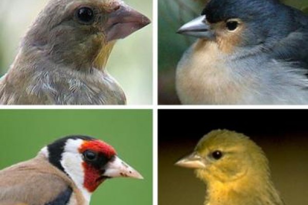 Fringílidos: La Generalitat no autoriza la captura de "pájaros cantores"