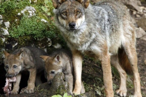 Entra en vigor la rebaja de la protección del lobo en Europa