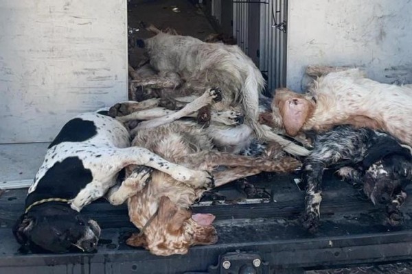 27 perros de caza hallados muertos en una furgoneta a bordo de un barco en Mallorca