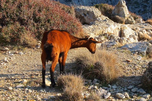 Caza furtiva de cabras salvajes en Mallorca