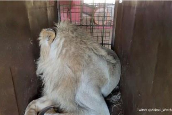Las granjas industriales en donde se crían leones y tigres para medicina tradicional china