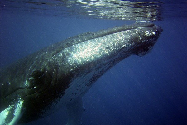 Noruega autoriza la captura de 1.278 ballenas pese a la prohibición internacional