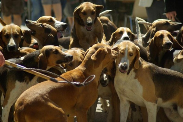 Carta abierta sobre el bienestar de los perros de caza en España