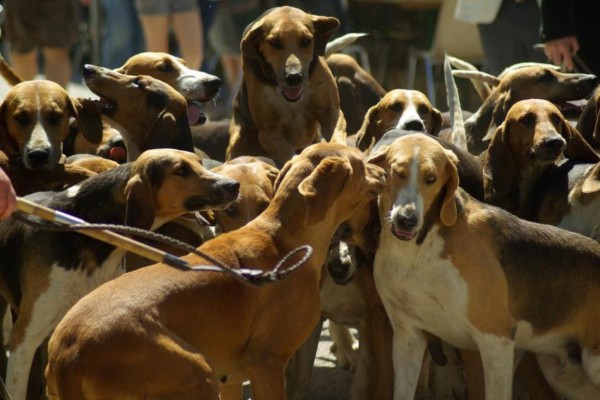 Diversas entidades piden actuar contra el maltrato animal tras la temporada de caza