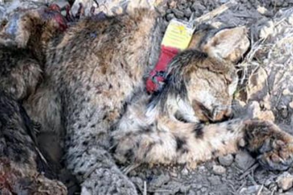 Otro lince víctima de la caza
