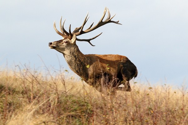La caza queda prohibida  en los Parques Nacionales