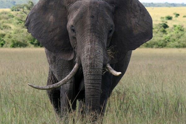Un cazador paga 50.000 dólares por matar un elefante en peligro de extinción