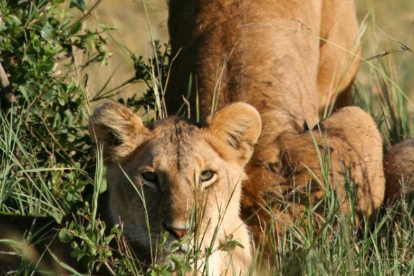 Campaña internacional contra la caza "enlatada" de leones