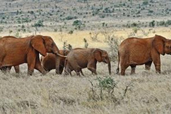 Elefantes huérfanos de la caza furtiva