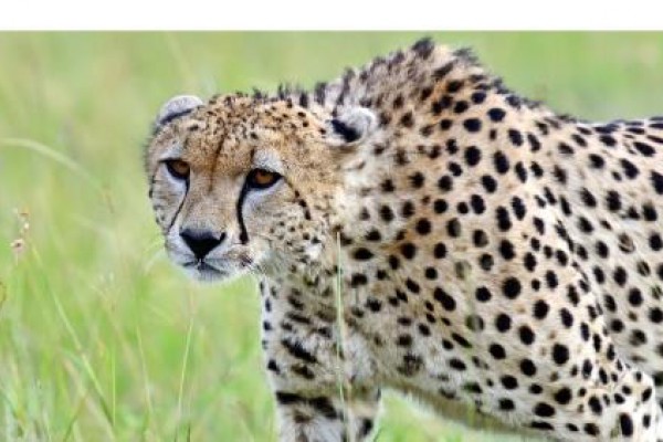 Comercio y explotación de animales salvajes