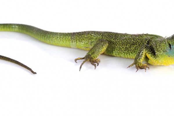 Alerta sobre el comercio ilegal de reptiles, tortugas y aves en España