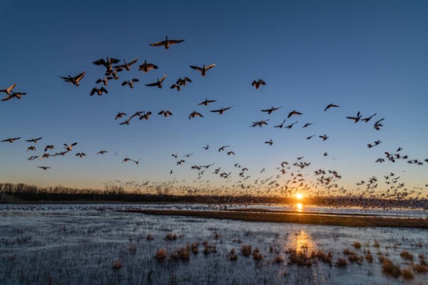El "plumbismo" de las municiones de caza afecta a todas las aves silvestres