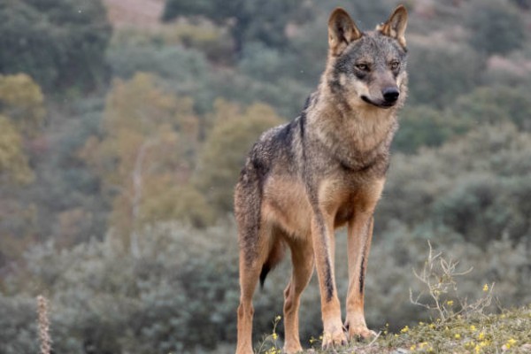 El Congreso aprueba que el lobo se vuelva a cazar al norte del Duero con el apoyo del PP, VOX, PNV y Junts y abre la puerta para ampliarlo al resto de España