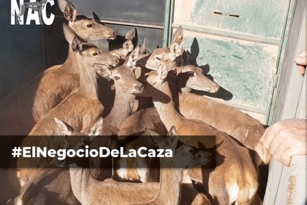 Granjas cinegéticas, La Verdad de La Caza