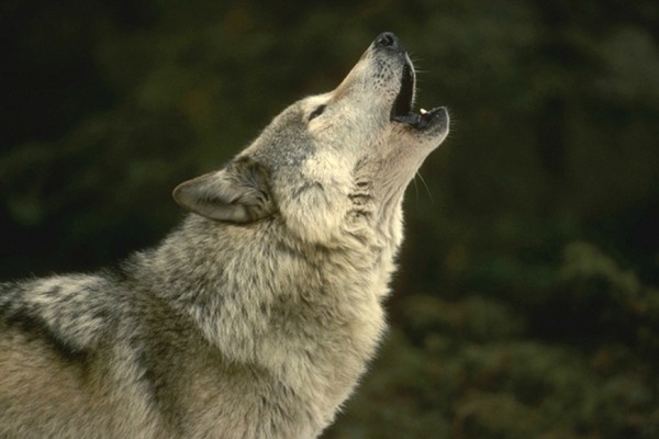El lobo seguirá desprotegido en España