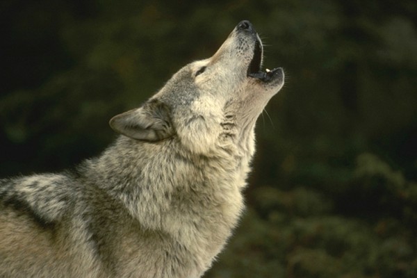 El Tribunal de Justicia de la UE tumba la norma de Castilla y León que permite la caza del lobo