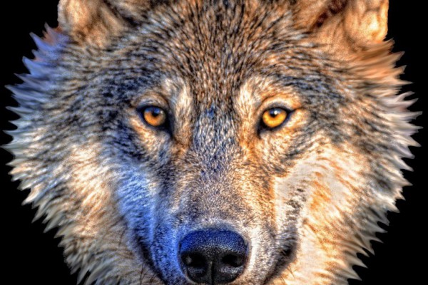 Cabezas disecadas de lobo en IFEMA