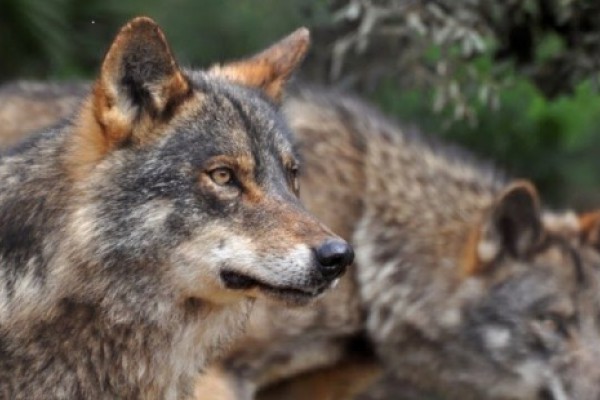 Cazar lobos queda prohibido en España