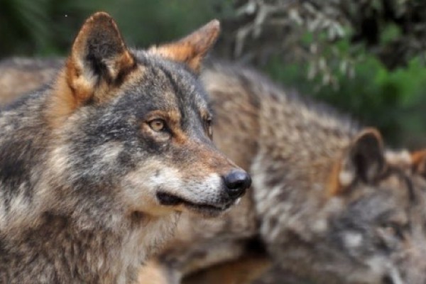 El Tribunal de Justicia de la Unión Europea avala la prohibición de la caza del lobo,  pero con algunas excepciones