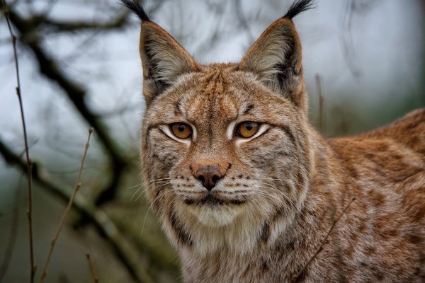 Suecia autoriza la mayor caza de linces de su historia