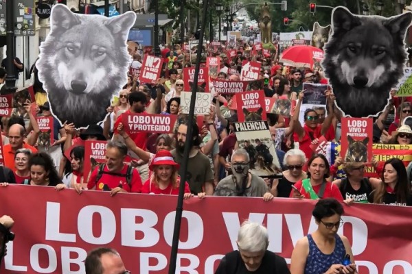 La sociedad civil exige que se respete a la ciencia frente a la demagogia contra el lobo: su estado de conservación es desfavorable