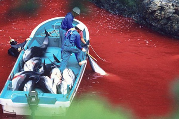 Un año más, se repite la sangrienta caza de delfines en Taiji (Japón)