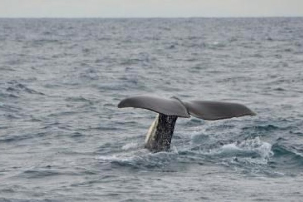 El Pleno del Parlamento Europeo pide a Noruega que detenga la caza de ballenas.