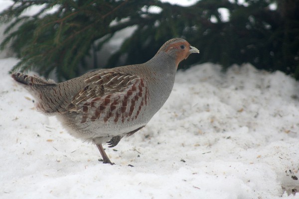 La Generalitat de Catalunya y su oscurantismo en lo relativo a la fauna protegida