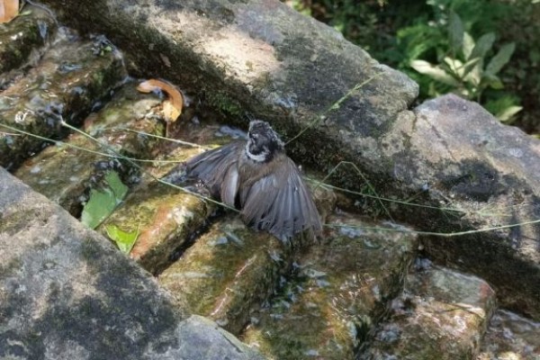 Denunciados por cazar pájaros protegidos en los jardines de Montjuïc (Barcelona)