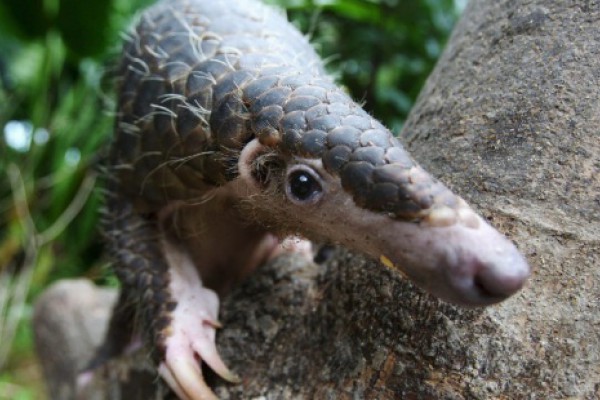 La caza provoca la extinción del pangolín en Ásia