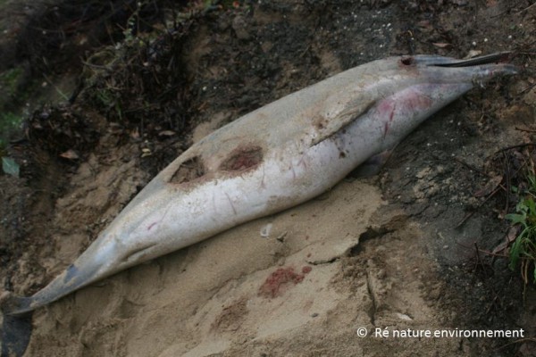 Solicitan a la UE acciones legales por el aumento de muertes de ballenas y delfines víctimas de las redes de pesca