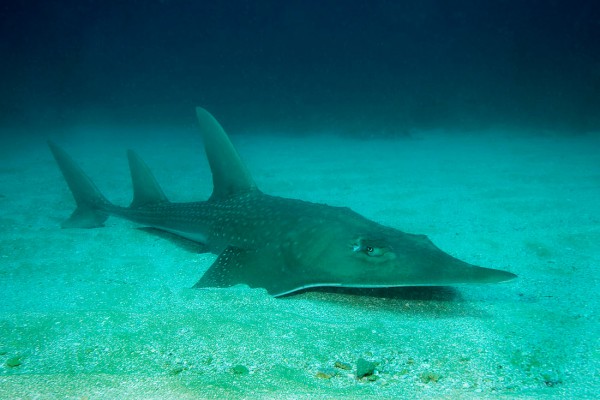 Las rayas son los peces más amenazados del mundo debido a la sobrepesca