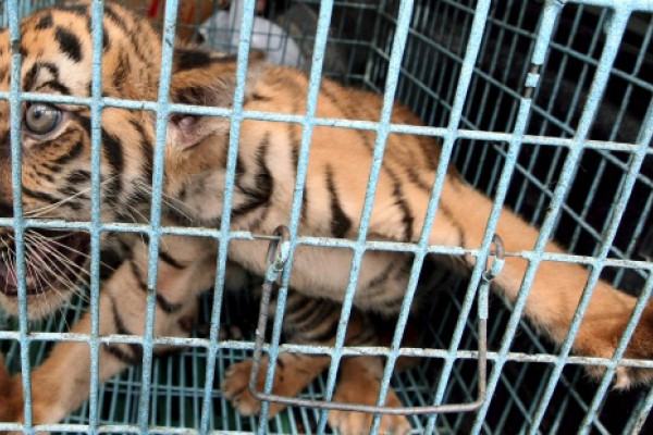 Conservacionistas reclaman medidas más contundentes para frenar el tráfico de especies
