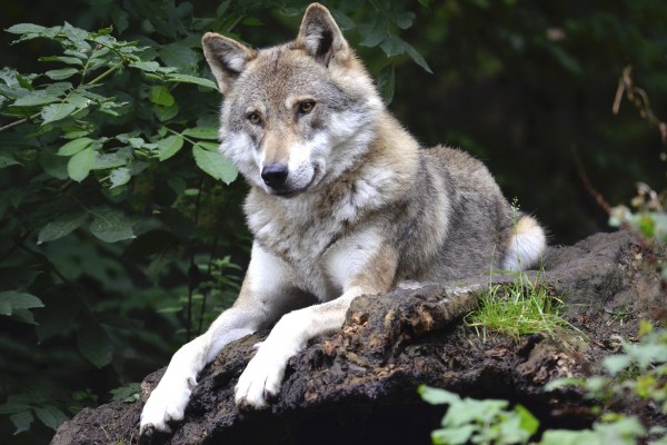 Cantabria seguirá cazando lobos, aún siendo una especie protegida