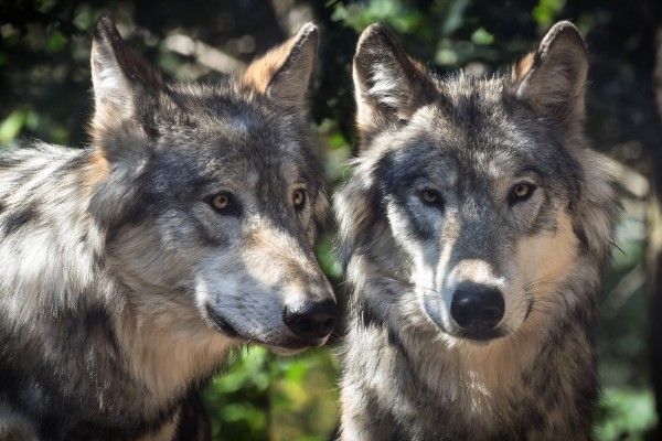 Organizaciones ecologistas y animalista rechazan la campaña contra el lobo en el Pirineo y reclaman a Salvador Illa coherencia