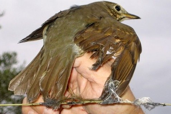 Caza de aves con pegamento: la Fiscalia de Medio Ambiente se enfrenta al Supremo